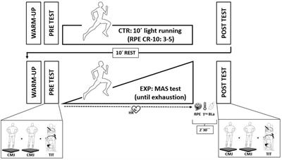 Co-existence of peripheral fatigue of the knee extensors and jump potentiation after an incremental running test to exhaustion in endurance trained male runners